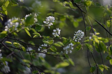 İlkbahar ormanlarında beyaz çiçeklerle açan güzel bir çalı. Letonya 'nın doğal orman manzarası, Kuzey Avrupa.