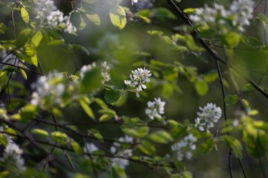 İlkbahar ormanlarında beyaz çiçeklerle açan güzel bir çalı. Letonya 'nın doğal orman manzarası, Kuzey Avrupa.
