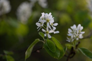 İlkbahar ormanlarında beyaz çiçeklerle açan güzel bir çalı. Letonya 'nın doğal orman manzarası, Kuzey Avrupa.