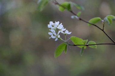 İlkbahar ormanlarında beyaz çiçeklerle açan güzel bir çalı. Letonya 'nın doğal orman manzarası, Kuzey Avrupa.