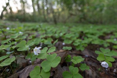 İlkbahar ormanlarında toprakta yetişen güzel beyaz ağaçkakan çiçekleri. Letonya, Kuzey Avrupa 'daki doğal orman manzarası.