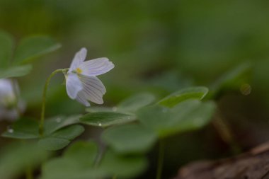 İlkbahar ormanlarında toprakta yetişen güzel beyaz ağaçkakan çiçekleri. Letonya, Kuzey Avrupa 'daki doğal orman manzarası.