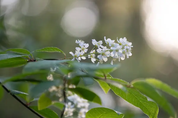 stock image Beautiful white bird cherry tree blossoms in the spring forest. Sunny woodland scenery of native plants in Latvia, Northern Europe.