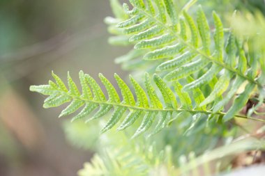 Yaz ormanında güzel yeşil eğreltiotu yaprakları. Letonya ormanlarının doğal manzarası, Kuzey Avrupa.