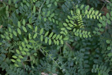 Yaz boyunca güzel, taze, yeşil yapraklar. Letonya, Kuzey Avrupa 'da doğal kırsal manzara.