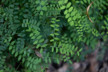 Yaz boyunca güzel, taze, yeşil yapraklar. Letonya, Kuzey Avrupa 'da doğal kırsal manzara.