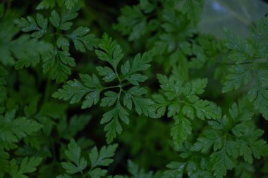 Yaz boyunca güzel, taze, yeşil yapraklar. Letonya, Kuzey Avrupa 'da doğal kırsal manzara.