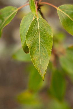 Yazın yeşil yaprakları olan güzel bir ağaç dalı. Letonya 'nın doğal yaz manzarası, Kuzey Avrupa.