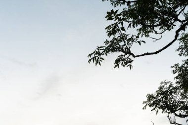 Yazın yeşil yaprakları olan güzel bir ağaç dalı. Letonya 'nın doğal yaz manzarası, Kuzey Avrupa.