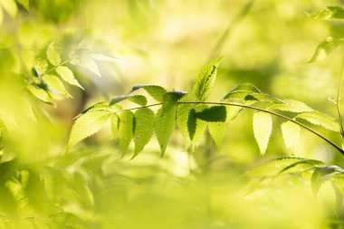 Yazın yeşil yaprakları olan güzel bir ağaç dalı. Letonya 'nın doğal yaz manzarası, Kuzey Avrupa.