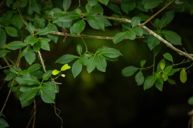 Yazın yeşil yaprakları olan güzel bir ağaç dalı. Letonya 'nın doğal yaz manzarası, Kuzey Avrupa.