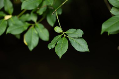 Yazın yeşil yaprakları olan güzel bir ağaç dalı. Letonya 'nın doğal yaz manzarası, Kuzey Avrupa.