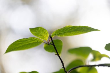 İlkbaharda filizlenen güzel, taze kiraz yaprakları. Letonya 'nın doğal bahar manzarası, Kuzey Avrupa.