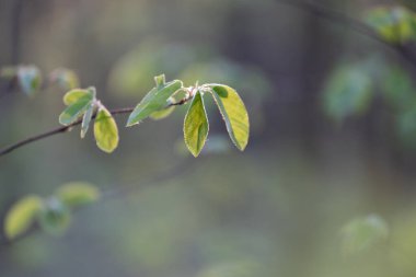 İlkbaharda filizlenen güzel, taze kiraz yaprakları. Letonya 'nın doğal bahar manzarası, Kuzey Avrupa.