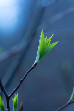 İlkbaharda filizlenen güzel, taze kiraz yaprakları. Letonya 'nın doğal bahar manzarası, Kuzey Avrupa.