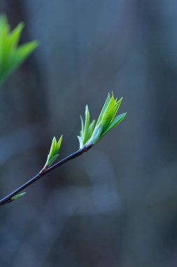 İlkbaharda filizlenen güzel, taze kiraz yaprakları. Letonya 'nın doğal bahar manzarası, Kuzey Avrupa.
