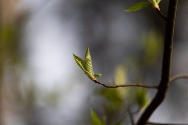 İlkbaharda filizlenen güzel, taze kiraz yaprakları. Letonya 'nın doğal bahar manzarası, Kuzey Avrupa.