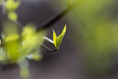 İlkbaharda filizlenen güzel, taze kiraz yaprakları. Letonya 'nın doğal bahar manzarası, Kuzey Avrupa.