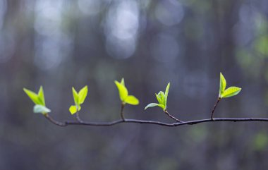 İlkbaharda filizlenen güzel, taze kiraz yaprakları. Letonya 'nın doğal bahar manzarası, Kuzey Avrupa.