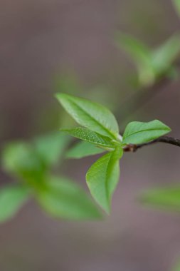 İlkbaharda filizlenen güzel, taze kiraz yaprakları. Letonya 'nın doğal bahar manzarası, Kuzey Avrupa.