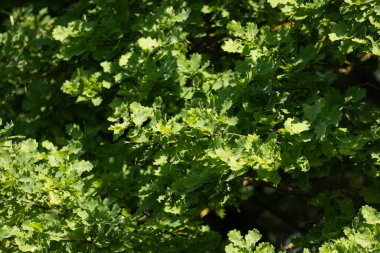 Dallarda yetişen güzel taze bahar yaprakları. Letonya 'nın doğal bahar manzarası, Kuzey Avrupa.