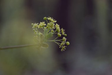 Yeşil yapraklı güzel akçaağaç dalları. Letonya 'nın doğal orman manzarası, Kuzey Avrupa.