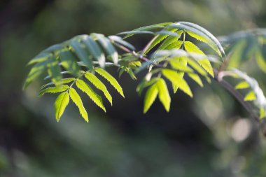 Güneşli bahar gününde yeşil yapraklı güzel, taze yaban mersini dalları. Letonya 'nın doğal bahar manzarası, Kuzey Avrupa.