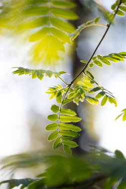 Güneşli bahar gününde yeşil yapraklı güzel, taze yaban mersini dalları. Letonya 'nın doğal bahar manzarası, Kuzey Avrupa.