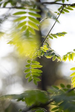 Güneşli bahar gününde yeşil yapraklı güzel, taze yaban mersini dalları. Letonya 'nın doğal bahar manzarası, Kuzey Avrupa.