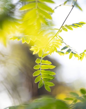 Güneşli bahar gününde yeşil yapraklı güzel, taze yaban mersini dalları. Letonya 'nın doğal bahar manzarası, Kuzey Avrupa.