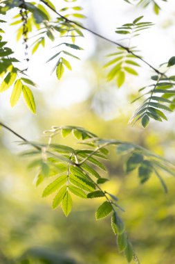Güneşli bahar gününde yeşil yapraklı güzel, taze yaban mersini dalları. Letonya 'nın doğal bahar manzarası, Kuzey Avrupa.