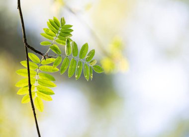 Güneşli bahar gününde yeşil yapraklı güzel, taze yaban mersini dalları. Letonya 'nın doğal bahar manzarası, Kuzey Avrupa.