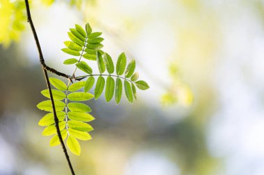 Güneşli bahar gününde yeşil yapraklı güzel, taze yaban mersini dalları. Letonya 'nın doğal bahar manzarası, Kuzey Avrupa.