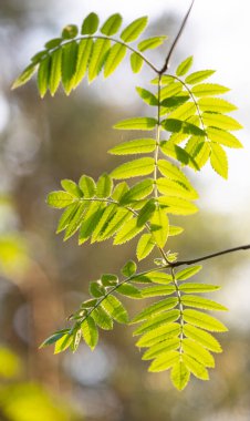 Güneşli bahar gününde yeşil yapraklı güzel, taze yaban mersini dalları. Letonya 'nın doğal bahar manzarası, Kuzey Avrupa.