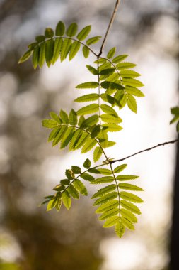 Güneşli bahar gününde yeşil yapraklı güzel, taze yaban mersini dalları. Letonya 'nın doğal bahar manzarası, Kuzey Avrupa.