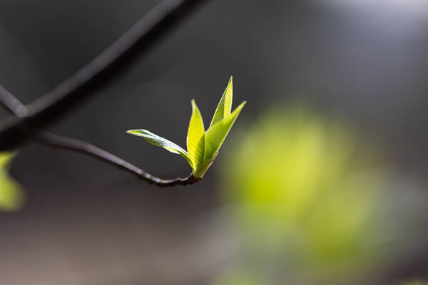 Beautiful, fresh bird cherry bush leaves sprouting during springtime. Natural spring scenery of Latvia, Northern Europe.