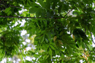 Yaygın dişbudak ağacının güzel yeşil yaprakları. Fraxinus Excelsior parkta büyüyor..