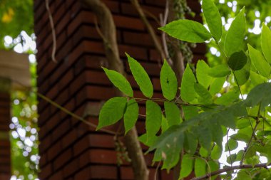 Yaygın dişbudak ağacının güzel yeşil yaprakları. Fraxinus Excelsior parkta büyüyor..