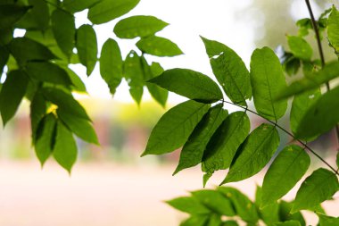 Yaygın dişbudak ağacının güzel yeşil yaprakları. Fraxinus Excelsior parkta büyüyor..
