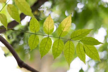 Yaygın dişbudak ağacının güzel yeşil yaprakları. Fraxinus Excelsior parkta büyüyor..