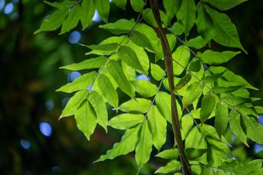 Yaygın dişbudak ağacının güzel yeşil yaprakları. Fraxinus Excelsior parkta büyüyor..