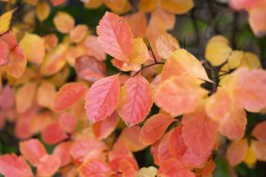 Parkta güzel kırmızı ve turuncu sonbahar yaprakları var. Renkli yapraklı mevsimlik manzara.