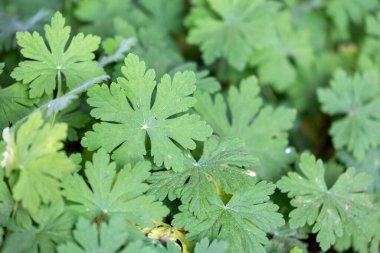 Parktaki çalıların güzel yeşil yaprakları. Yerleştirme ayrıntıları yakın plan.