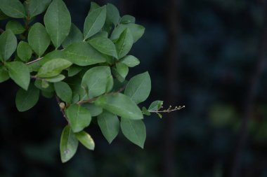 Parktaki çalıların güzel yeşil yaprakları. Yerleştirme ayrıntıları yakın plan.