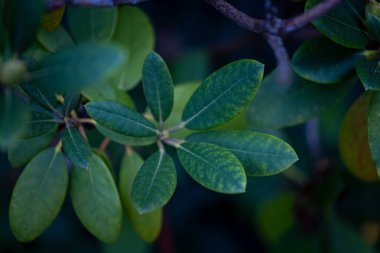 Parktaki çalıların güzel yeşil yaprakları. Yerleştirme ayrıntıları yakın plan.