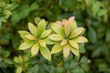 Parktaki çalıların güzel yeşil yaprakları. Yerleştirme ayrıntıları yakın plan.