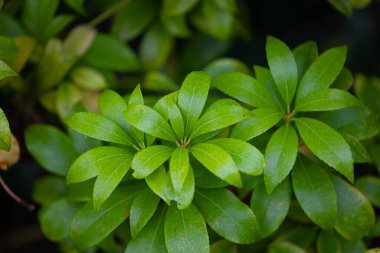 Parktaki çalıların güzel yeşil yaprakları. Yerleştirme ayrıntıları yakın plan.