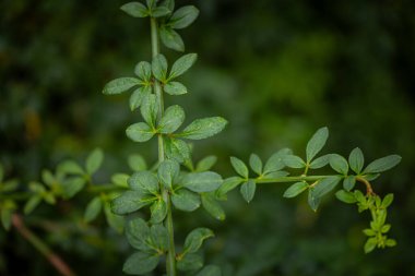 Parkta büyüyen yaprakları olan narin bir dal. Bahçedeki doğal sonbahar manzarası.