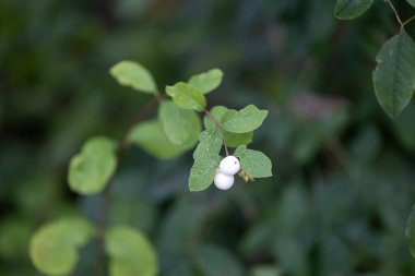Parkta büyüyen yaprakları olan narin bir dal. Bahçedeki doğal sonbahar manzarası.