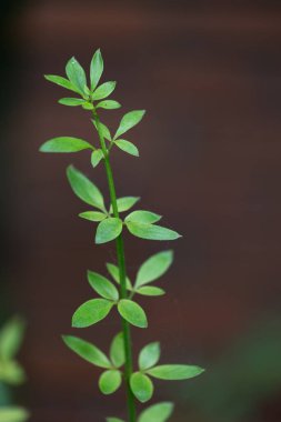 Parkta büyüyen yaprakları olan narin bir dal. Bahçedeki doğal sonbahar manzarası.